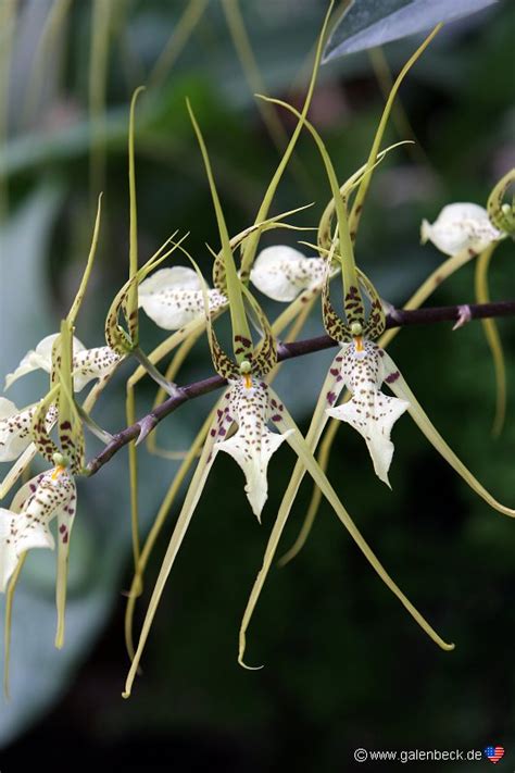 American Orchid Society and Botanical Garden