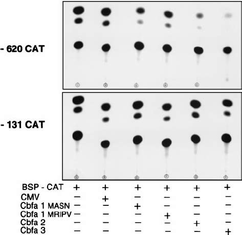 Representative CAT Autoradiogram Of Cbfa Mediated Sup Pression Of The