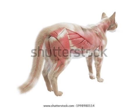 3d Rendered Illustration Cat Anatomy Muscle Stock Illustration ...