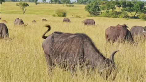 Animals Aplenty The Powerful Nose On Cape Buffalos Youtube