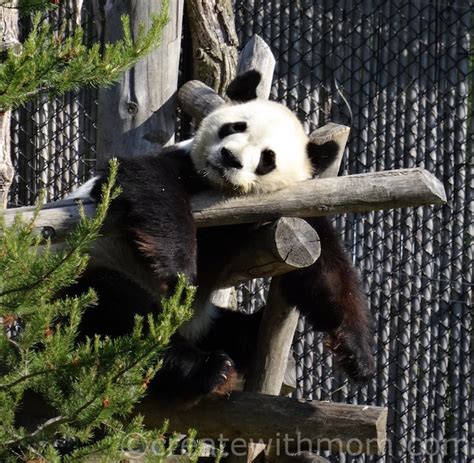 Create With Mom: Our Visit to See Pandas at the Toronto Zoo