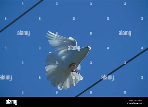 A White Domestic Dove Landing On A Telephone Wire In New Zealand Stock