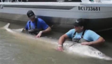 US man catch giant sturgeon on the Fraser River - Canada Journal - News ...