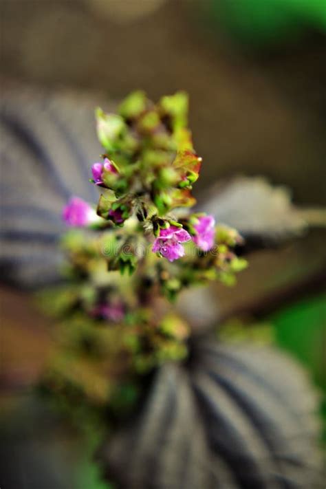 The Delicate Pink Flower Of Perilla Frutescens Stock Photo Image Of