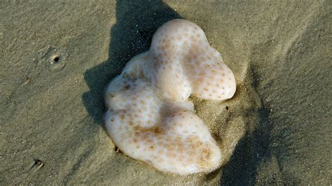 That Blob on the Beach Is Sea Pork | HowStuffWorks