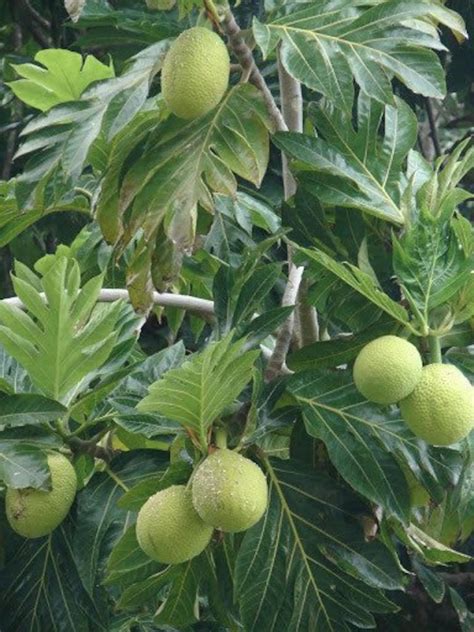 Breadfruit Pana Pen Live Fruit Tree 10in To 2 Ft Etsy