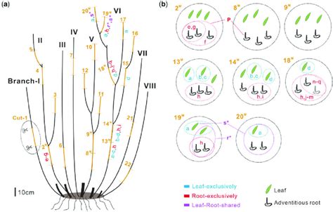 Patterns Of Somatic Mutations In The Analyzed Shrub Willow A