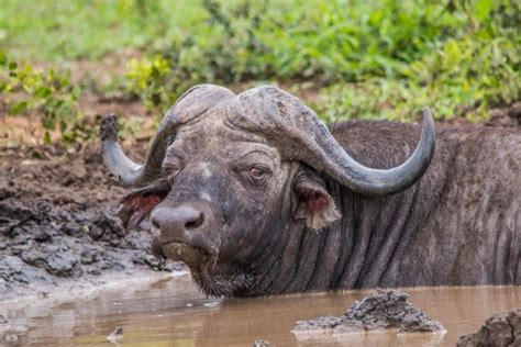 Cape Buffalo Facts Information Pictures And Video Learn More