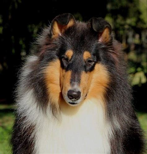 Tri-color Collie. | Rough collie, Collie dog, Collie