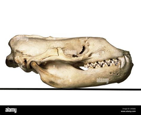 Leopard seal skull. Skull of a leopard seal (Hydrurga leptonyx ...