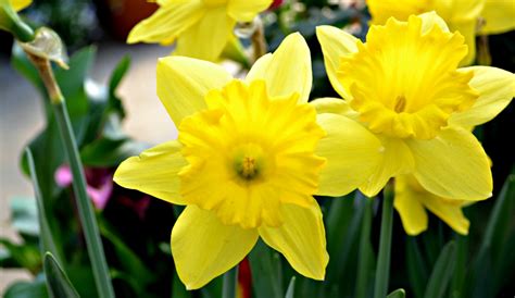 Favorite Early Spring Bloomers Fairview Garden Center