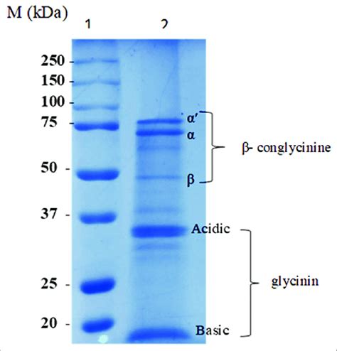 SDS PAGE Of Soy Protein Isolate Lane 1 Molecular Weight Standards