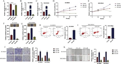 In Vitro Experiments Proved That Mir P Functioned As An Oncogene