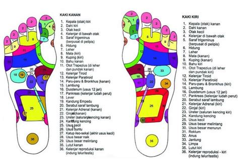 Titik Refleksi Sakit Tumit - Kayu Besar Dual Pijat Kaki Roller Kaki Mengurangi Plantar Fasciitis ...