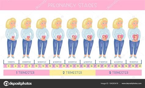 Etapas Del Embarazo Imagenes Mes A Mes Tipos De Gimnasia Images