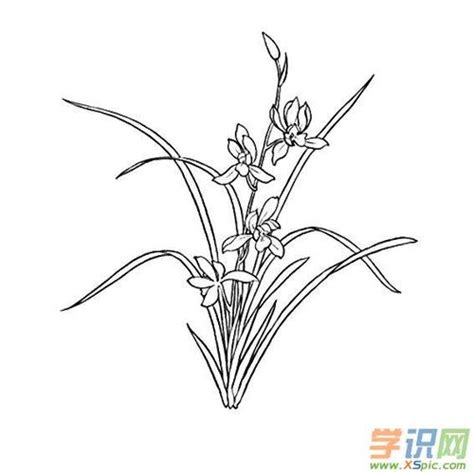 领带花兰花简笔画 简笔画图片大全 蒲城教育文学网