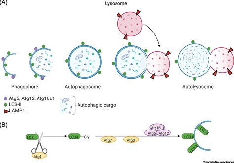 Autophagy In Neuronal Development And Plasticity Trends In Neurosciences