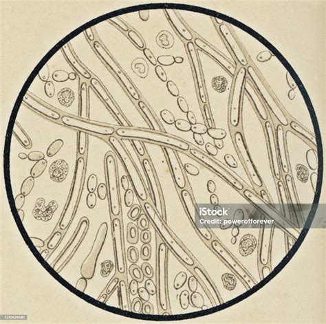 Candida Albicans Microscope Slide