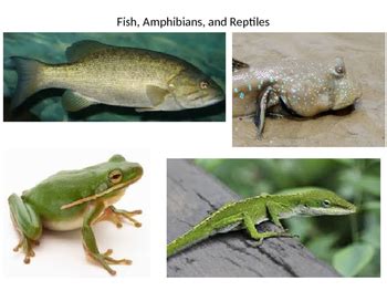 Fish, Amphibians, and Reptiles by John Salemme | TpT