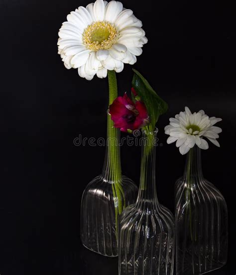 Flowers still life stock image. Image of glass, isolated - 139877875