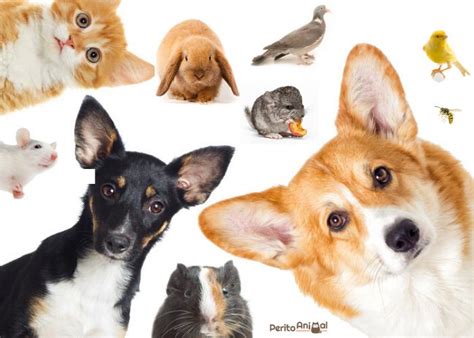 O Que E Animais Domesticos - Animais domesticados: saiba mais! | Focalizando