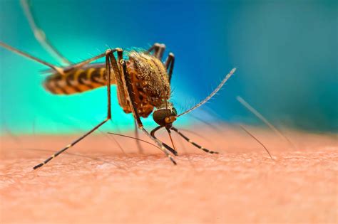 Million Genetically Engineered Mosquitoes Approved For Release In