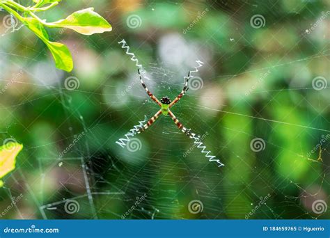 Florida Garden Spider Argiope Florida Pembroke Pines Florida Usa Stock Image Image Of