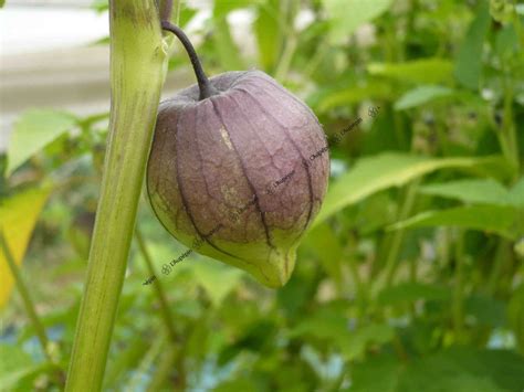 Physalis Ixocarpa L Aubépin Semences Biologiques