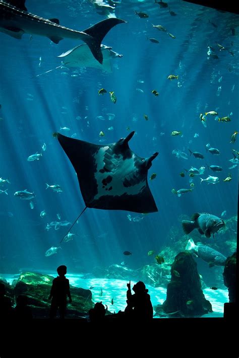 Manta Ray Silhouette | Aquarium Pictures