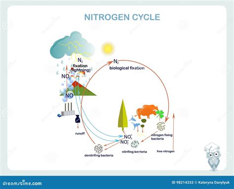 Mapa Conceptual Del Ciclo Del Nitrogeno Images