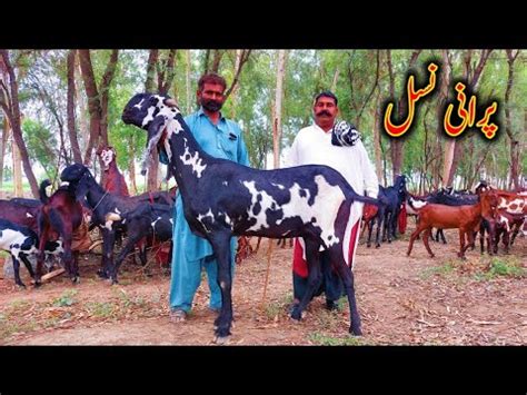 Top Class Amritsari Beetal Goat Of Baba Rasheed YouTube