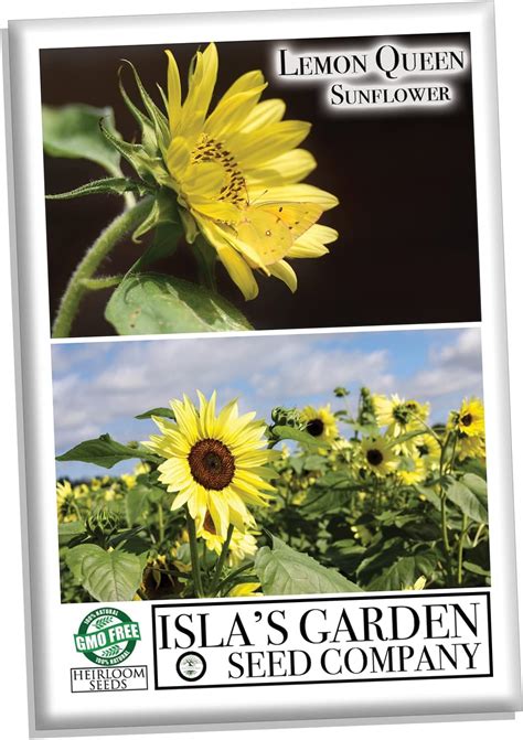 Amazon Lemon Queen Sunflower Seeds For Planting Plant Grow