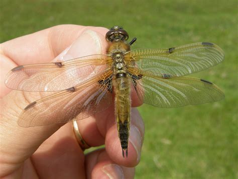 Libellula Quadrimaculata Female Rye Harbour NR Sussex 2 Flickr