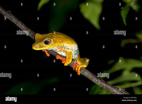 Mapa Tree Frog Hypsiboas Geographicus En El H Bitat La Familia