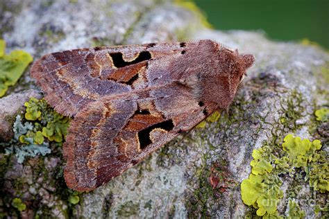 Hebrew Character Moth Photograph By Heath Mcdonald Science Photo