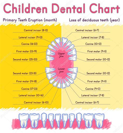 Child Teeth Anatomy