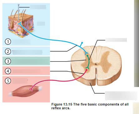 Diagram Of The Five Basic Components Of All Reflex Arcs Quizlet