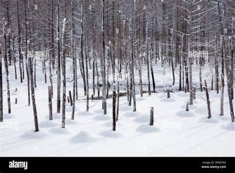 Shirogane Blue Pond in snow Stock Photo - Alamy