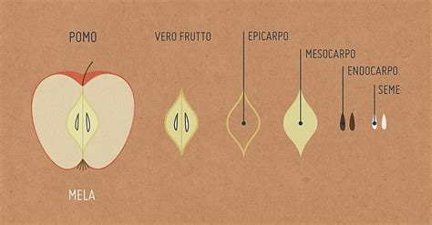 Perché la mela non è un vero frutto L inganno della cadrega finalmente