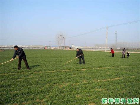 种植小麦为什么要中耕 耕种帮种植网