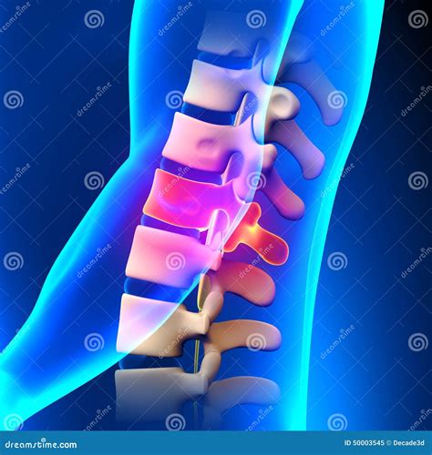 T12 Disco Anatomía Torácica De La Espina Dorsal Stock de ilustración