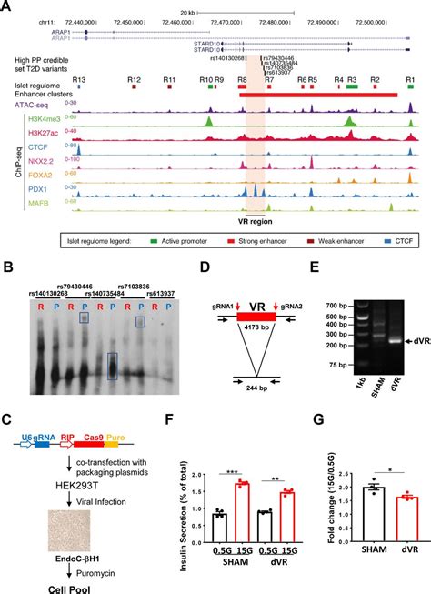 Endoc βh1 Cells Thermo Fisher Bioz