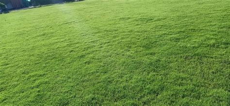 Natural Nilgiri Lawn Grass At Rs 10 Sq Ft Niligiri Grass In New Delhi