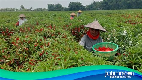 Berkah Ramadan Petani Bunga Pacar Air Di Jombang Nikmati Panen