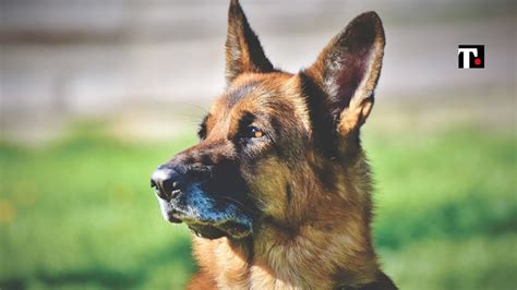 Il 26 agosto è la giornata mondiale del cane cosa c è da sapere True