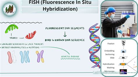 FISH Fluorescence In Situ Hybridization Purpose Procedure