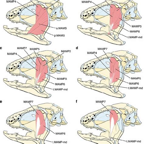 Intracranial joint anatomy in the coelacanth L. chalumnae Smith 1939. a ...