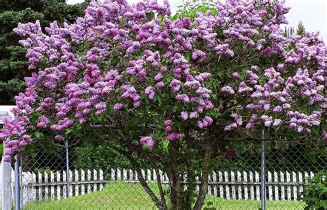 Lilac Tree Care And Growing Guide With Ultimate Tips