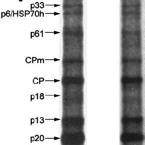 Northern Blot Hybridization Analysis Of DsRNA Preparations Extracted