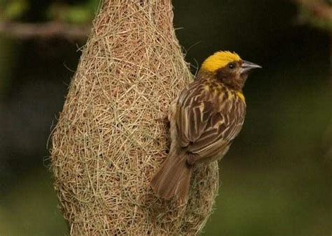 Monsoon Arrival Indicated By Birds Even Scientists Believe So